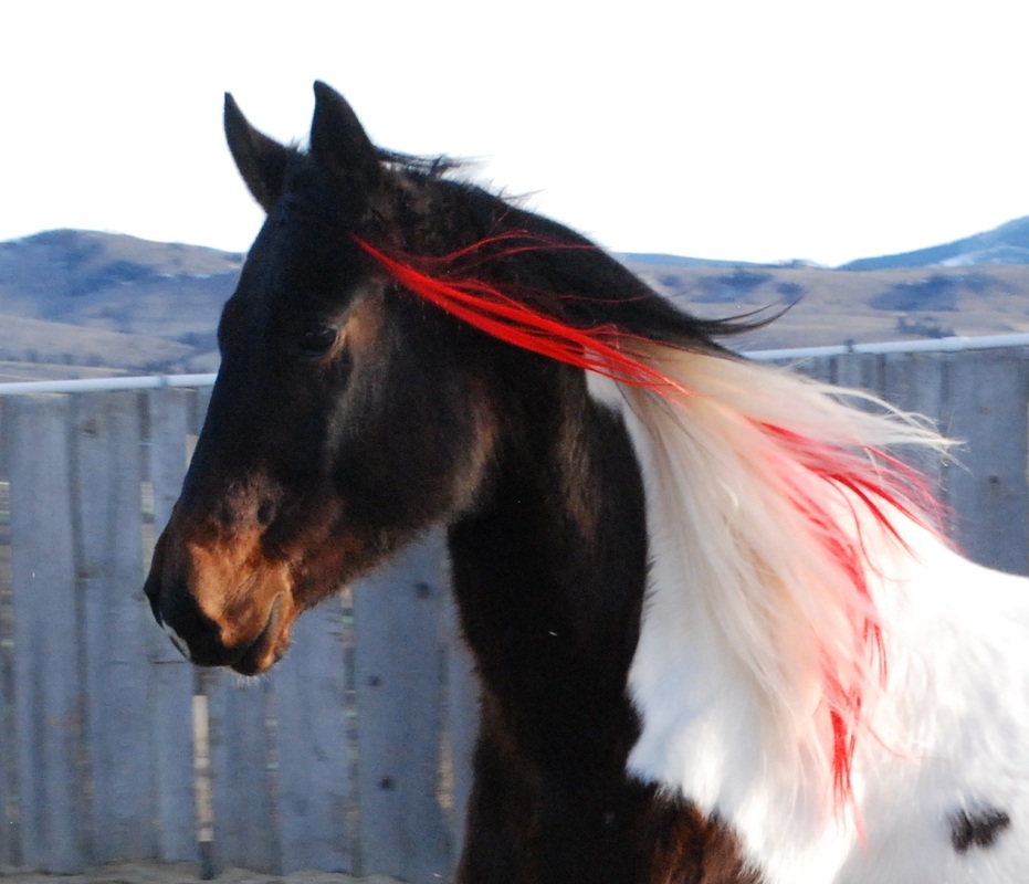 Colorful Manes And Tails Home