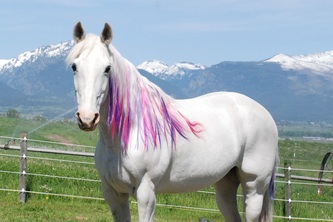Colorful Manes and Tails