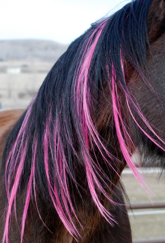 Colorful Manes and Tails - Home